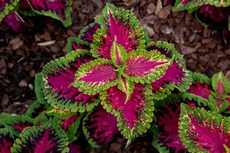 Coleus Plant Care And Growing Guide
