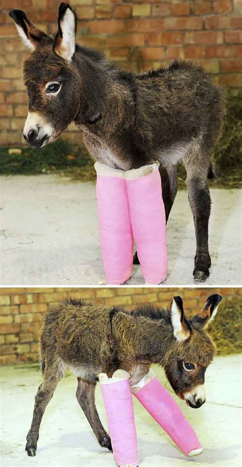 15+ Funny & Cute Baby Donkeys | Great Inspire