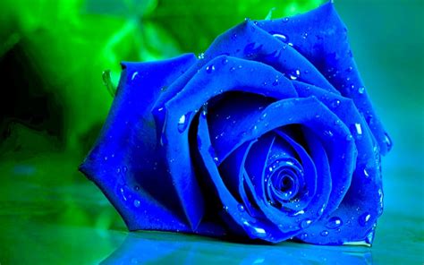 Rosas Azules Origen Significado Cultivo Y Mucho MÁs