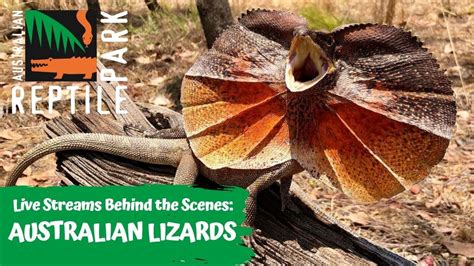 Live With Australian Lizards Australian Reptile Park Youtube