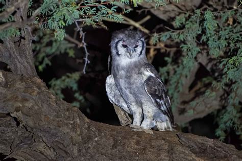 Wallpaper Night Nature Park Wildlife Africa Bird Of Prey Eagle