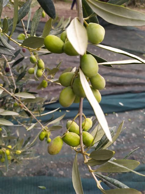 Dopo averla pulita ricaviamo delle fettine sottili. I benefici delle olive da tavola - Agricola Pannarale IT