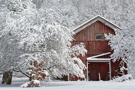 Snow Flocked Trees And Barn Winter Forest Flocked With Fresh Snow And