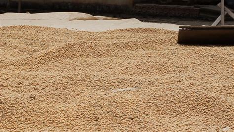 Its productivity is such that calpheon has never had a single instance of food shortage, even during the war on serendia. KENYA, AFRICA - CIRCA 2009: A Circle Of Men Thresh Wheat On A Farm Circa 2009 In Kenya. Stock ...