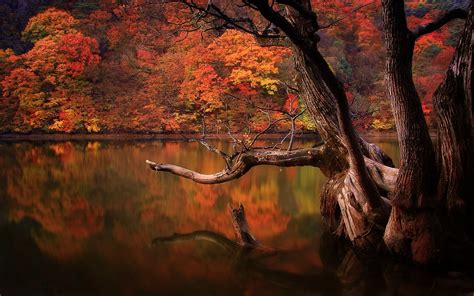 Lake Fall Forest Dead Trees Reflection Nature South Korea