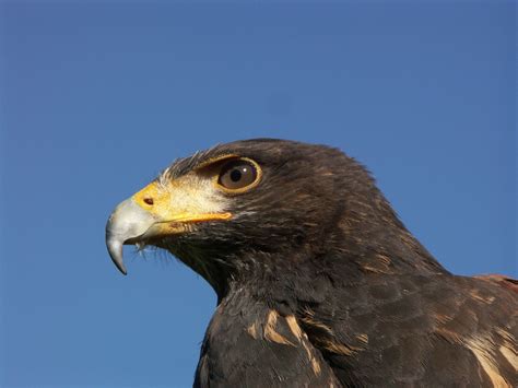 Free Images Wildlife Beak Hawk Fauna Bird Of Prey Bald Eagle