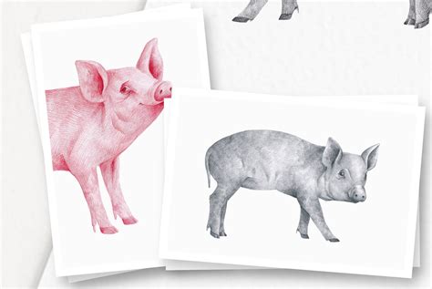 Hand Drawn Pigs Illustrations Buy Handcrafted Illustrations By