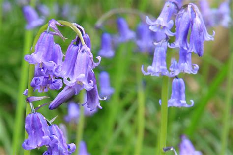 Best Walks For British Bluebells The English Garden