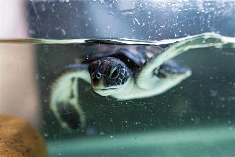 Watch Sea Turtle Hatchling Saved By Australian Zoo Defecated Plastic