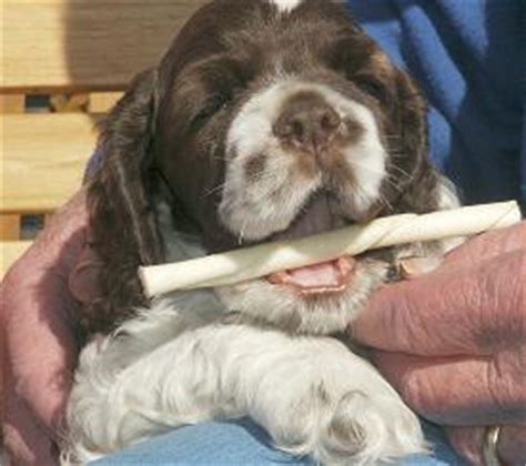 Learn how to use a crate to housebreak your pup here's a quick look at how long most puppies can handle being crated during the daytime hours whether your pup is in his crate for 5 mins or 30, never open the door and let him out while he's crying and. Tips on raising a Cocker Spaniel puppy