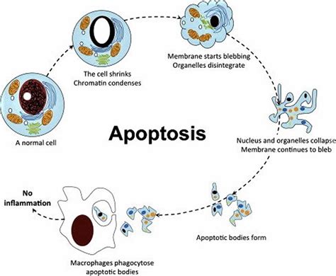 How To Induce Apoptosis In Cell Culture Scrapdynamicsdesign
