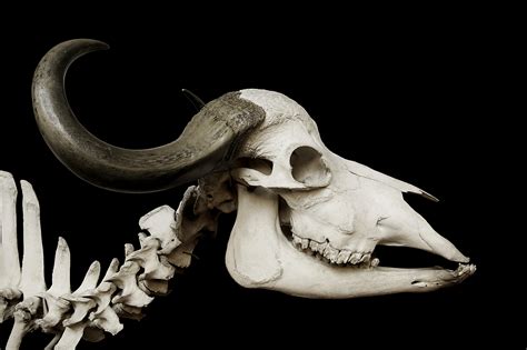 Filesyncerus Caffer African Buffalo Skull Mnhn Wikipedia