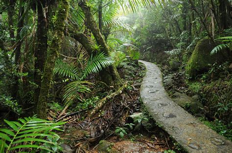 El Yunque Bosque Lluvioso De Puerto Rico Monumentos Del Mundo