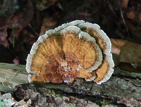 Trailside Fungus Lost Valley Northwest Arkansas Flickr