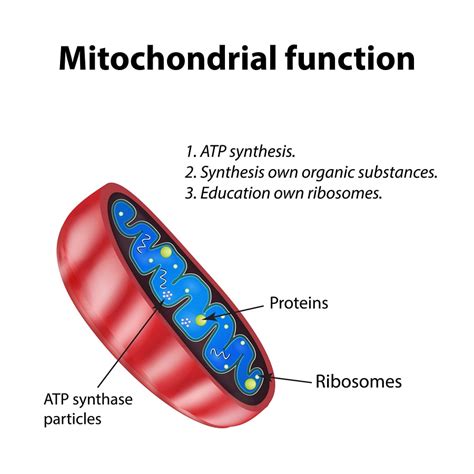 33 Natural Ways To Improve Mitochondrial Function Selfdecode Health