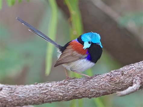 Avithera Feathers Make The Bird A Look At Juvenile Immature And