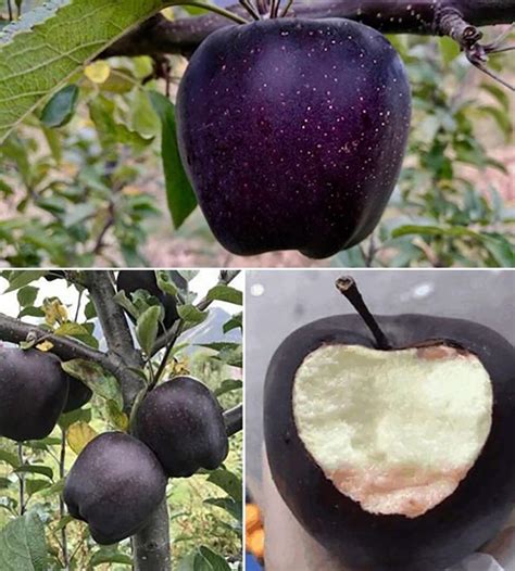 The Black Diamond Apple A Rare Apple With A Het Black Hue That Would