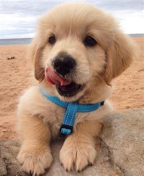 20 Dogs And Puppies Adorable Golden Retriever Puppy Beach Luxury