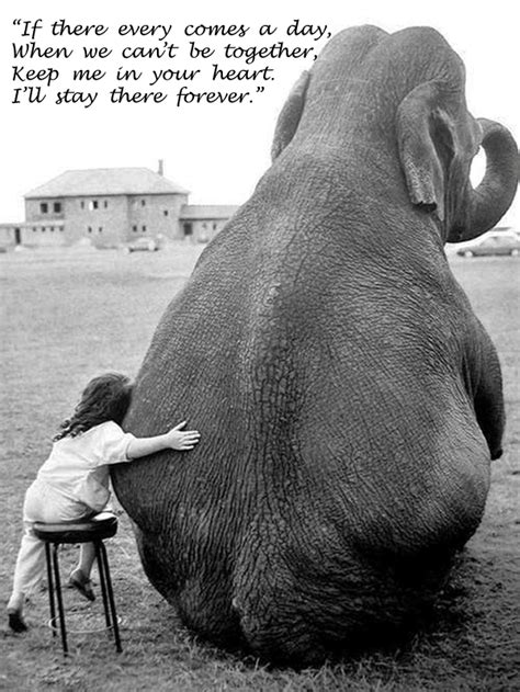 Elephant Love Quotes Quotesgram