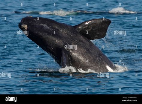 Southern Right Whale Eubalaena Australis Balaena Glacialis Australis