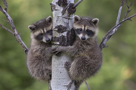 Raccoon Two Babies Climbing Tree North Photograph By Tim Fitzharris