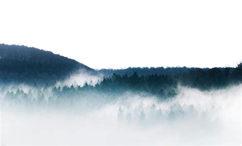 Foggy Green Forest · Free Stock Photo