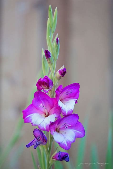 We gladly accept orders online or you can browse our. Cool two-toned gladiolus in my yard. Magenta and white ...