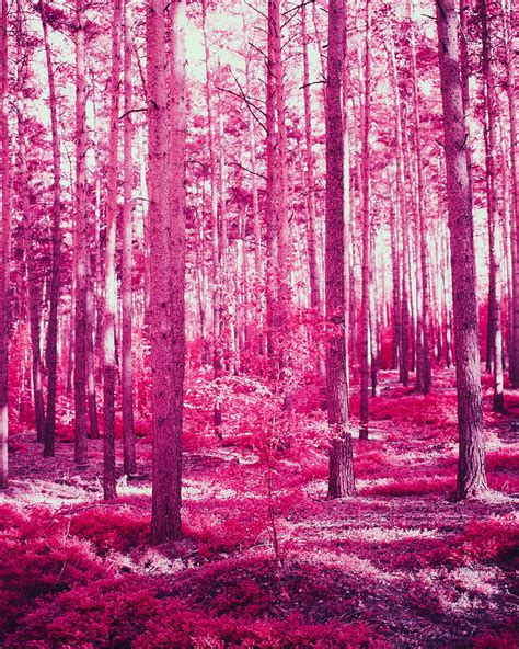 Forest Trees Effect Pink Hd Phone Wallpaper Peakpx