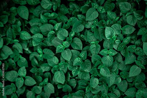 Total 74 Imagem Dark Green Leaves Background Thcshoanghoatham Badinh