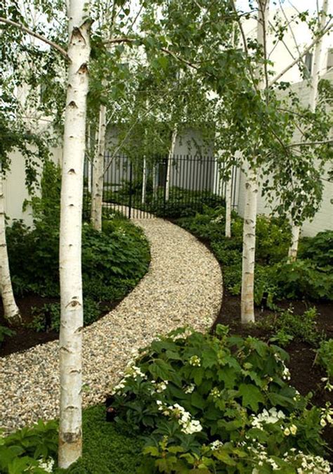 20 Beautiful Silver Birch Which Is Very Eye Catching Birch Trees