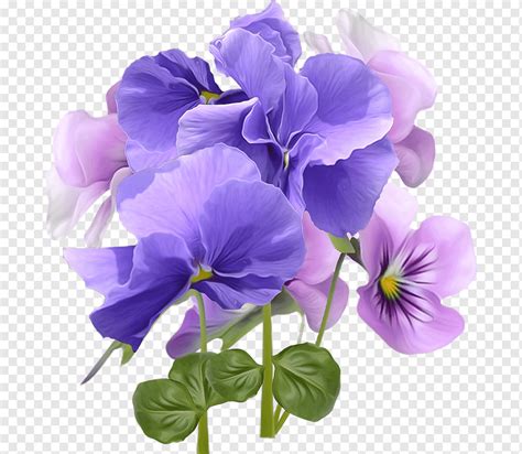 Ulang Tahun Bunga Pansy Violet Holiday Violet Ungu Tanaman Herba