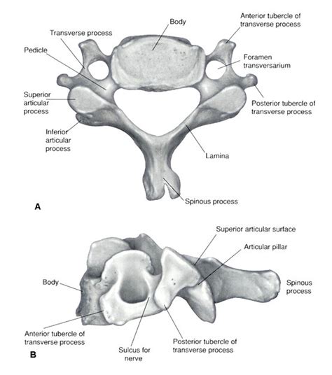Cervical Spine Neuroradiology