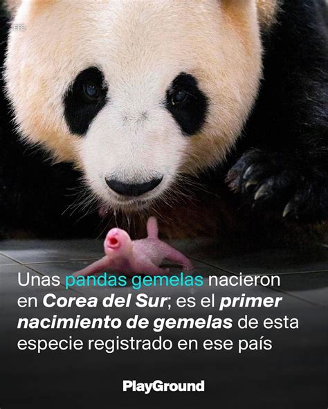 El Nacimiento De Estas Pandas Gemelas Es Considerado Por Los Expertos