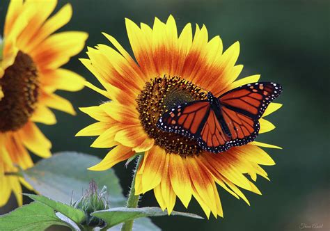 Beautiful Sunflower With Monarch Butterfly Photograph By Trina Ansel