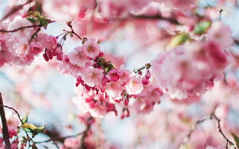 Nx72 Spring Cherry Blossom Tree Flower Pink Nature Wallpaper