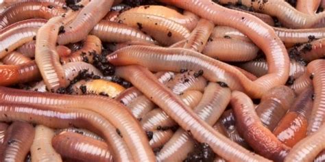 Best Types Of Fishing Worms For Fishing All You Have To Know