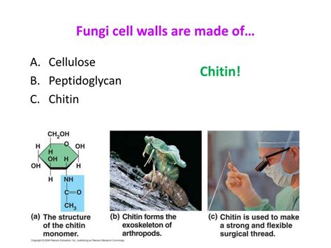 We did not find results for: PPT - Kingdom Fungi PowerPoint Presentation, free download ...