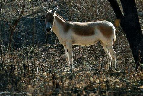 Asiatic Wild Ass Mammal