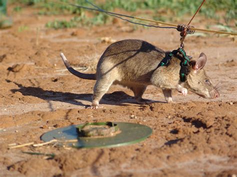 “sniffer” Rats Are Trained To Sniff Out Tuberculosis And Land Mines