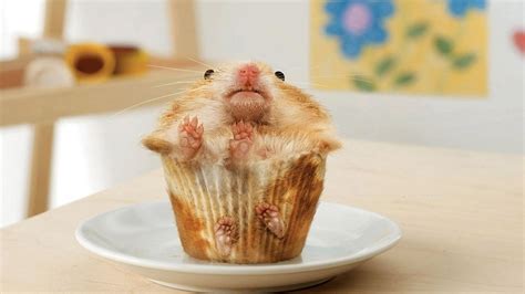 Humorous Hamsters ★ Humorous And Cute Hamsters Funny Pets