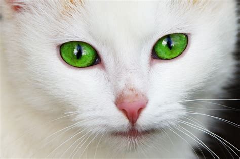 Animal Cat Domestic Eye Eyes Face Feline Fur 4k Hd Wallpaper
