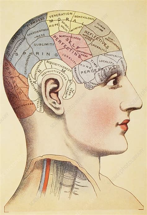 Phrenological Map Of The Human Head Stock Image C0248828 Science