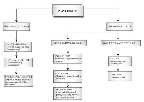 Give A Flow Chart For Classification Of Plant Tissues 5 Marks