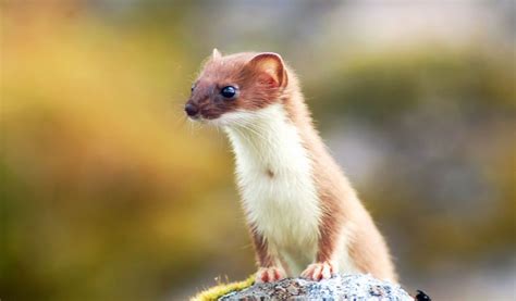 Weasel Facts Diet And Habitat Information