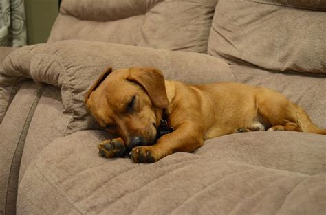 Doxle Beagle X Dachshund Mix Info Temperament Puppies Pictures