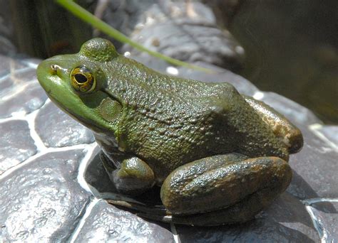 Fileamerican Bullfrog Rana Catesbeiana Side 1800px Wikimedia Commons