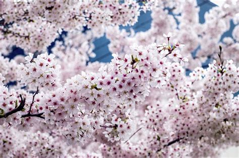 A List Of Shimmering White Flowering Trees To Soothe Your Eyes Gardenerdy
