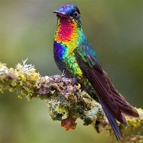 Rainbow Hummingbird Beautiful Birds Colorful Birds Pet Birds