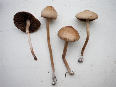 Swansea Fungi Panaeolus Foeniseciithe Lawn Mowers Mushroom