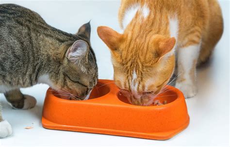 Cooked potatoes form are a great nutritional source of vitamins, proteins, and fiber for humans. Can a cat eat potatoes? ⋆ PetFoodReviews.Online